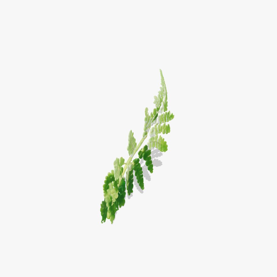 Realistic Pteridium Fern Leaf Model Pack